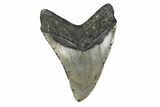Fossil Megalodon Tooth - North Carolina #379228-2